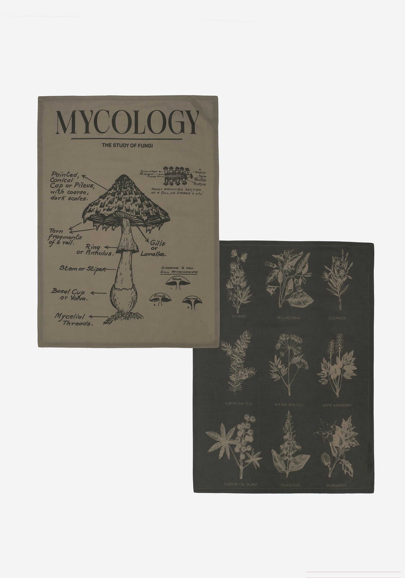SF2418_SCYTHIAMYCOLOGYTEATOWEL-2PACK_001